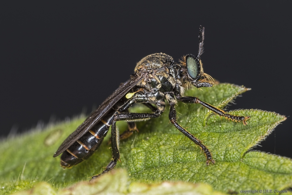 Zwarte bladjager (Dioctria atricapilla) - Geleedpotigen - Zwarte bladjager