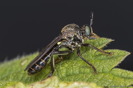 Zwarte bladjager (Dioctria atricapilla)