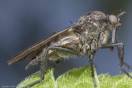 Zwarte dansvlieg (Empis ciliata)