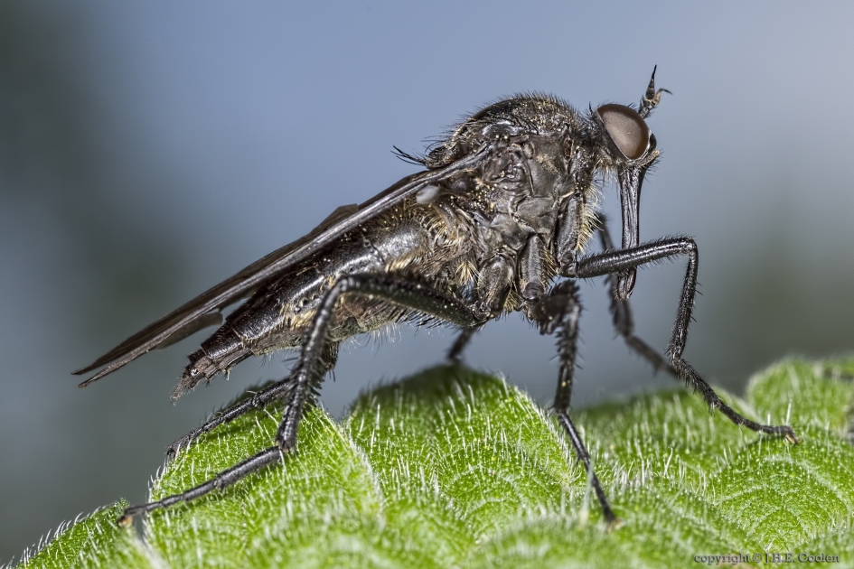 Zwarte dansvlieg (Empis ciliata) - Geleedpotigen - Zwarte dansvlieg