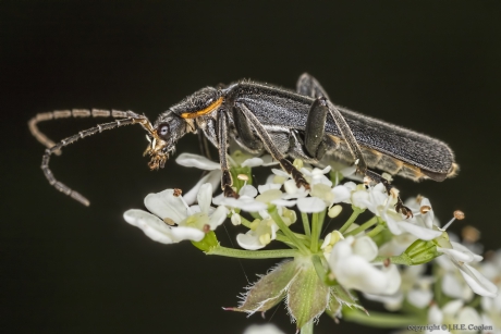 Zwarte soldaatje (Cantharis obscura paradoxa)
