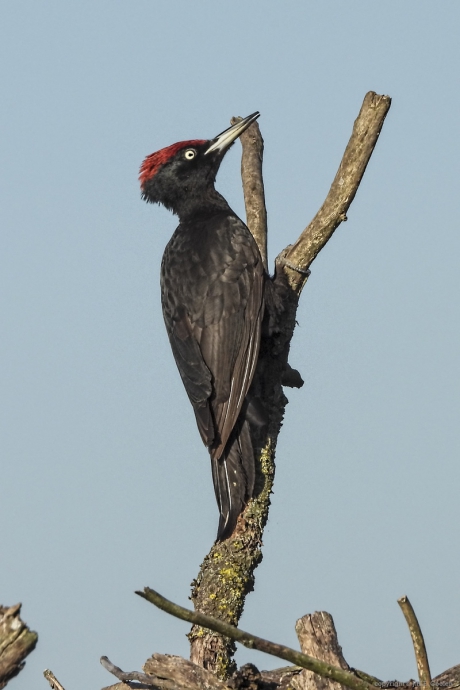 Zwarte Specht (Dryocopus martius)