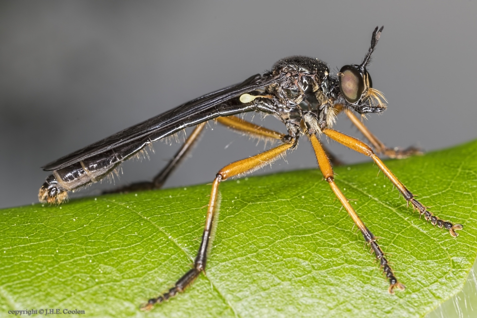 Zwartvlerkbladjager (Dioctria oelandica) - Geleedpotigen - Zwartvlerkbladjager