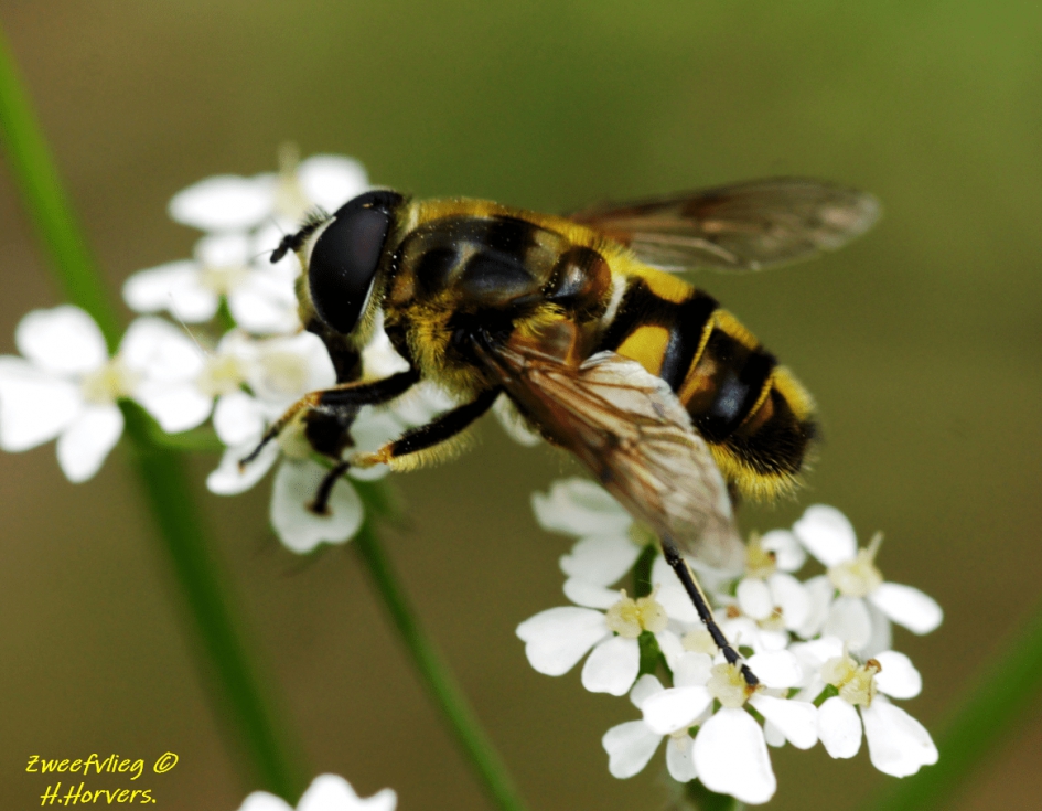 Zweefvlieg - Geleedpotigen - Zweefvlieg