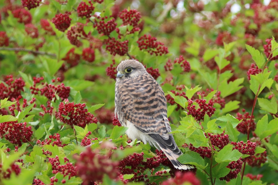 1e Landing - Vogels - 