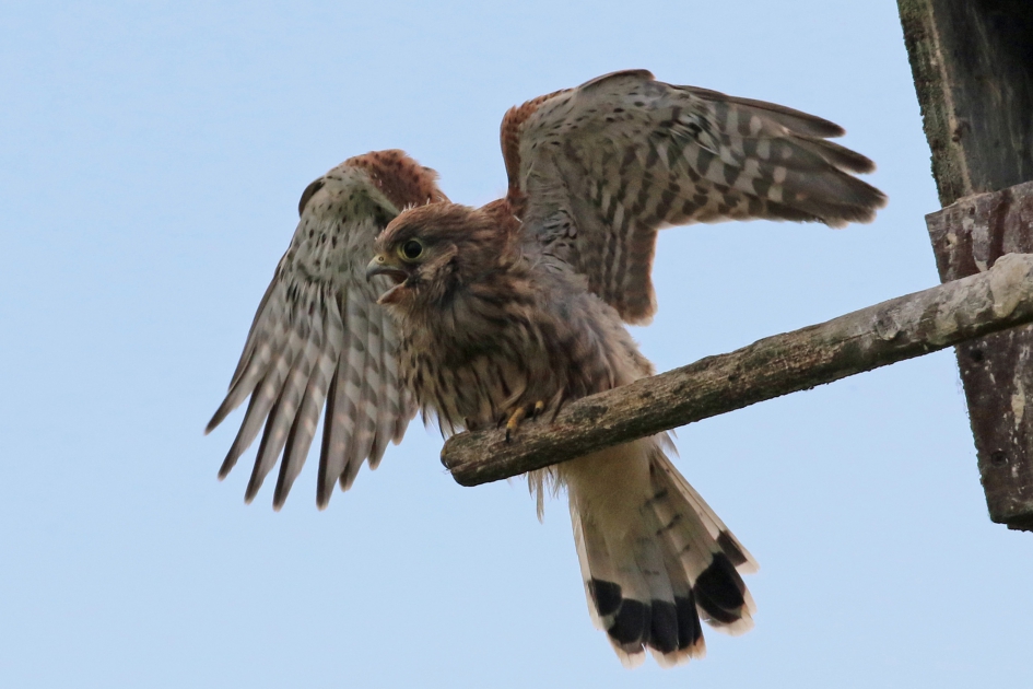 1e vliegoefening - Vogels - 