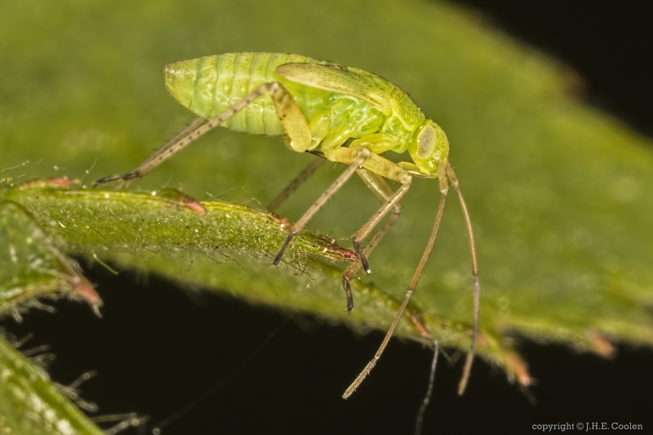 Aardappelprachtblindwants Closterotomus norwegicus) nimf - Geleedpotigen - Aardappelprachtblindwants nimf