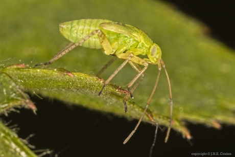 Aardappelprachtblindwants Closterotomus norwegicus) nimf