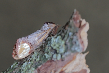 afgebroken berkentakje?