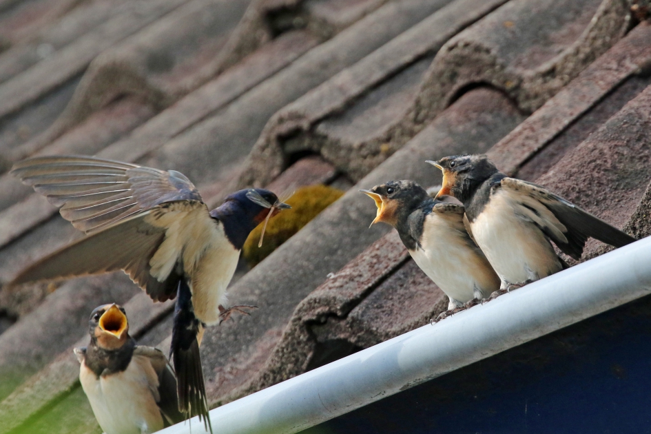 Ah, een libel! - Vogels - Boerenzwaluwen