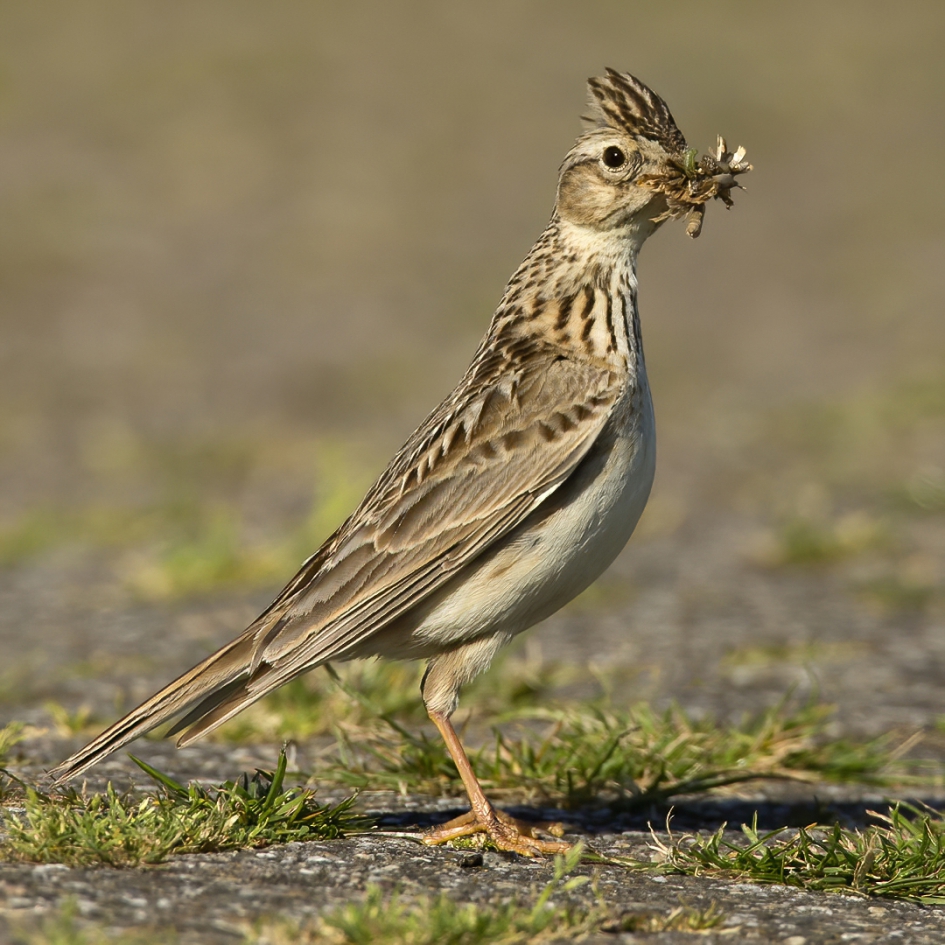 ALARM !!! - Vogels - Veldleeuwerik