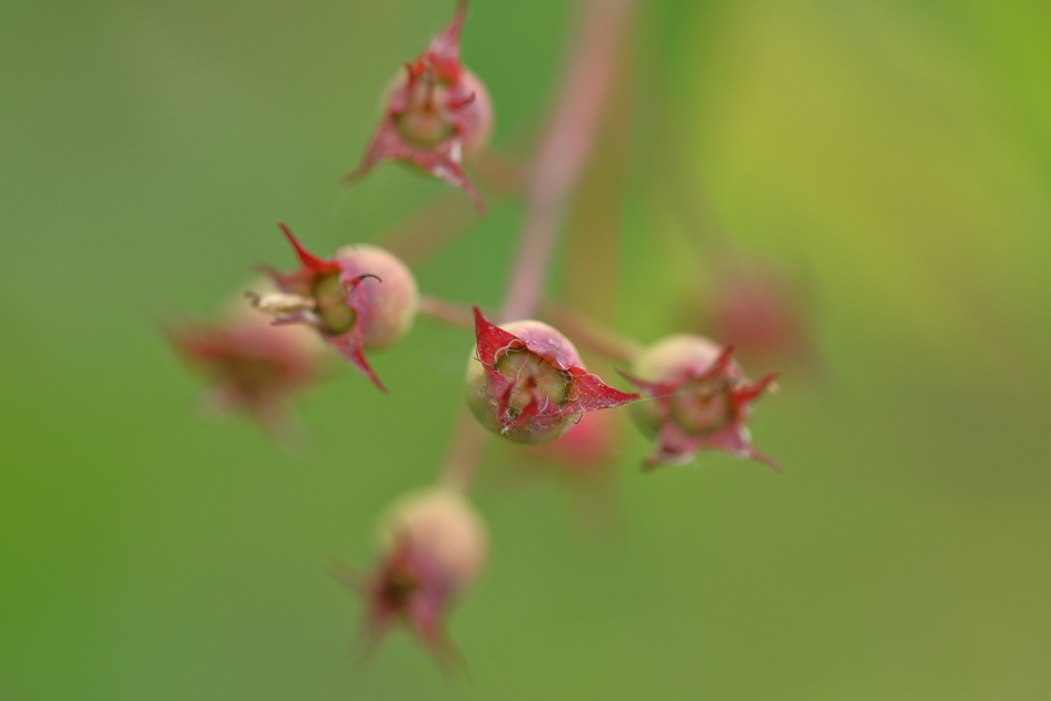 amerikaans krentenboompje - Planten - amerikaans krentenboompje