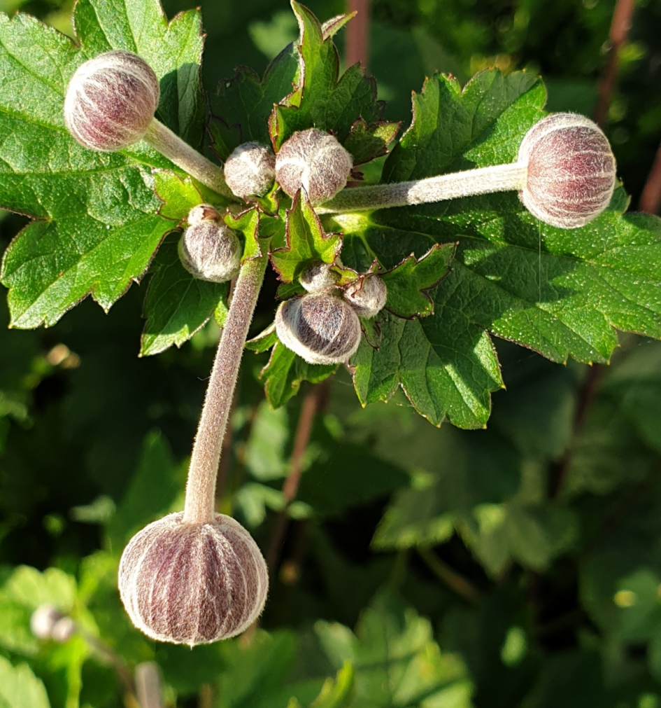 Anemoon - Planten - Chinese anemoon