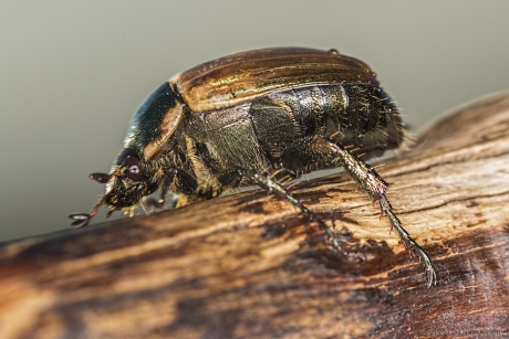 Anomala dubia (bladsprietkever)