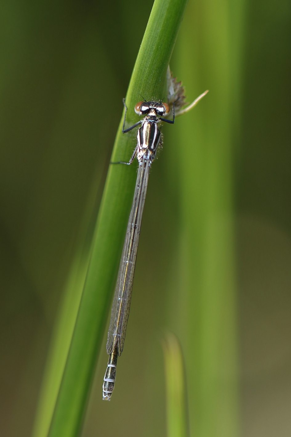 azuurwaterjuffer -v- - Geleedpotigen - azuurwaterjuffer