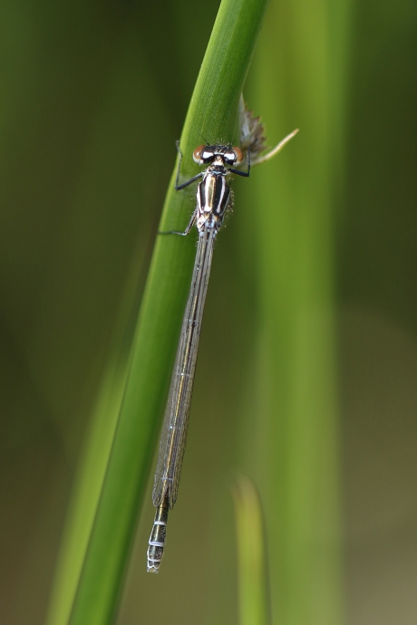 azuurwaterjuffer -v-