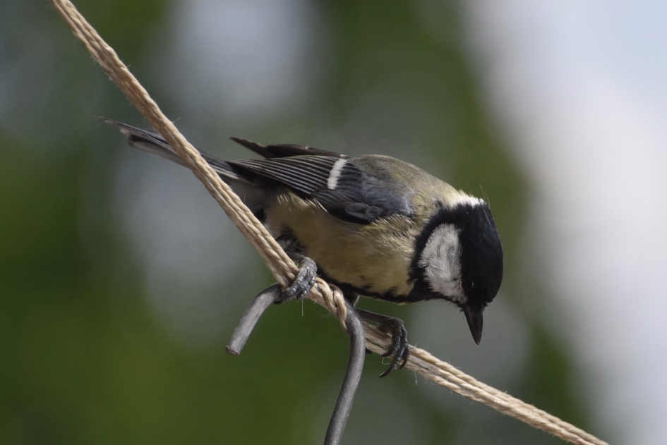 Balanceren - Vogels - 