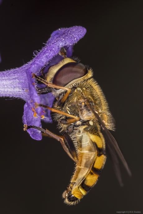 Bandzwever (Syrphus)