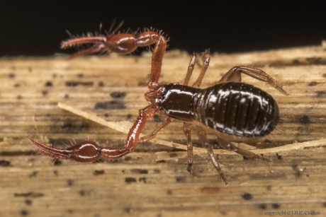 Bastaardschorpioen (Neobisium carcinoides)