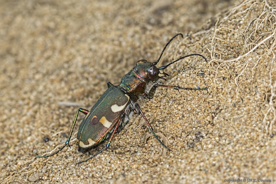 Bastaardzandloopkever (Cicindela hybrida) - Geleedpotigen - Bastaardzandloopkever