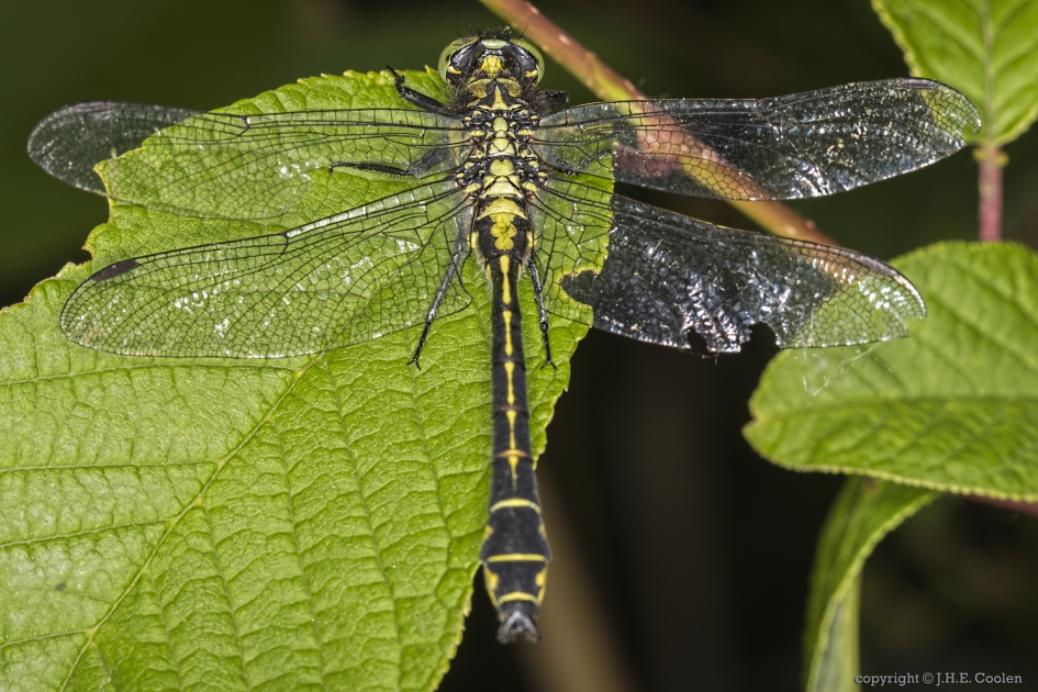 Beekrombout (Gomphus vulgatissimus) - Geleedpotigen - Beekrombout