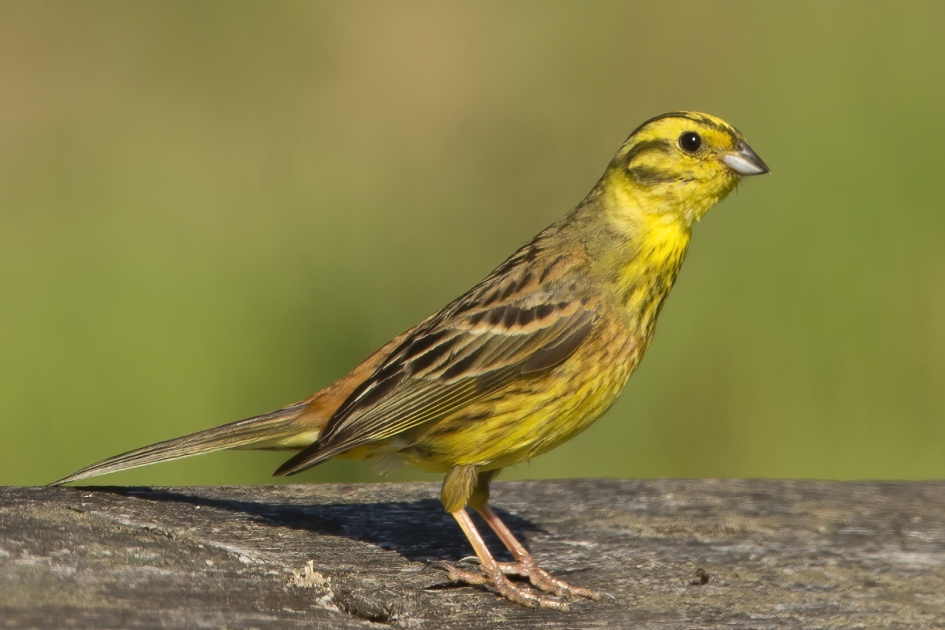 Beethoven voor Bouziane - Vogels - Geelgors