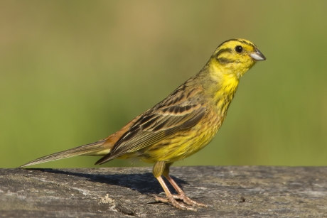 Beethoven voor Bouziane