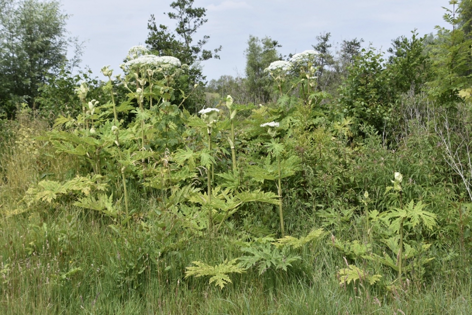 Berenklauw - Planten - 