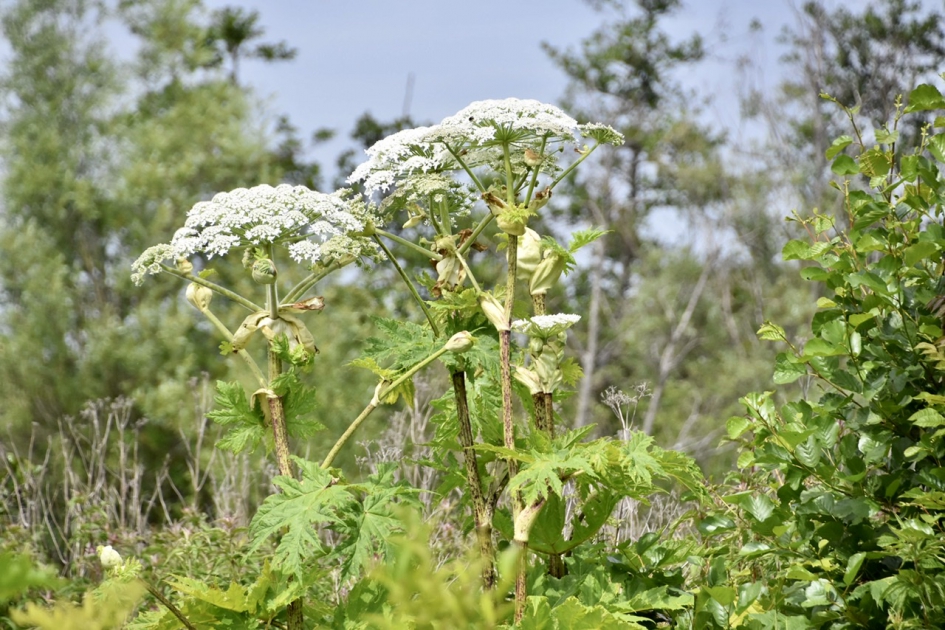 Berenklauw - Planten - 
