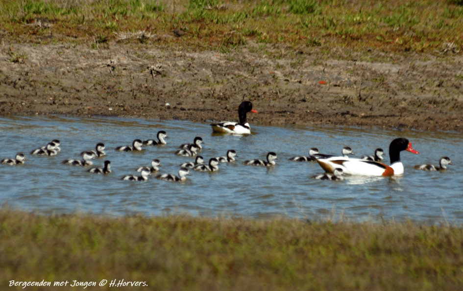 Bergeenden met Jongen. - Vogels - Bergeenden met Jongen.