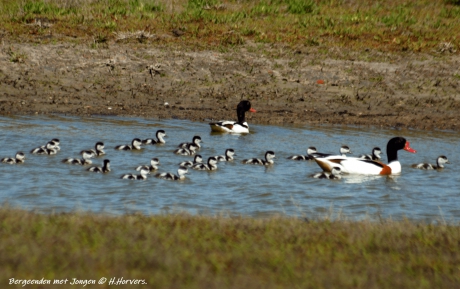 Bergeenden met Jongen.