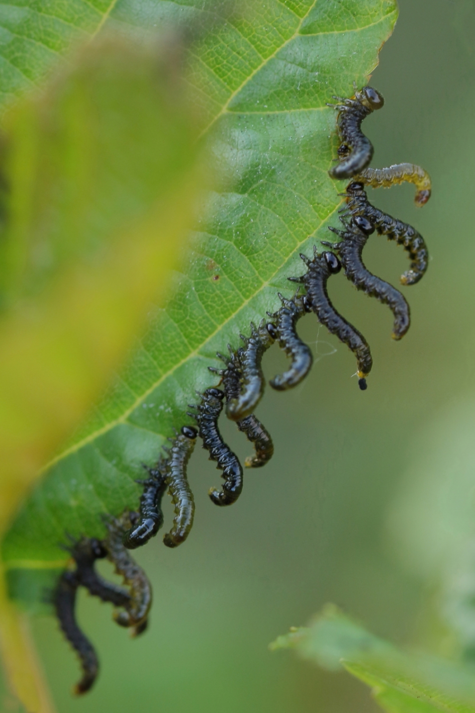 Berkenbladwesp - Geleedpotigen - berkenbladwesp