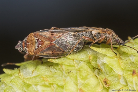 Berkensmalsnuit (Kleidocerys resedae)