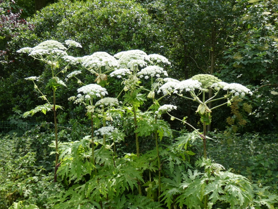 Betenklauwen - Planten - 