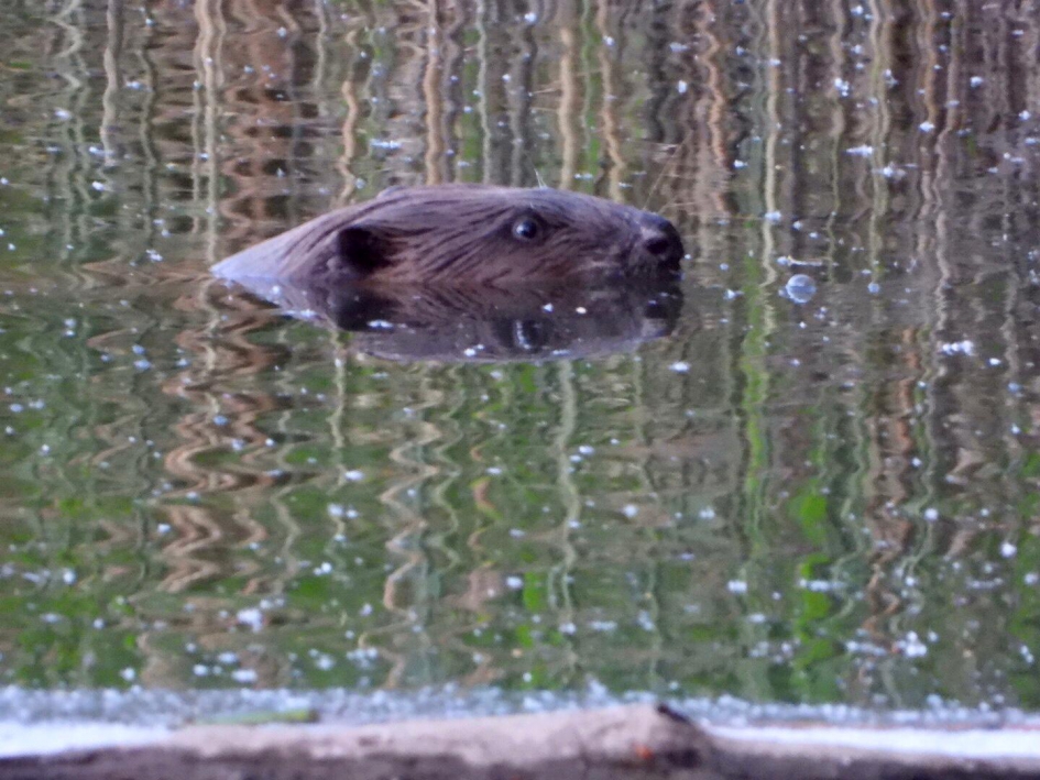 Bever in de Biesbosch - Zoogdieren - Bever