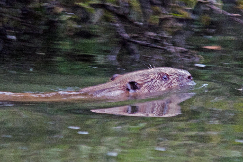 Bever in de Biesbosch - Zoogdieren - Bever