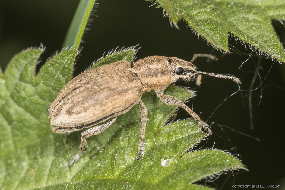 Bietensnuitkever (Tanymecus palliatus) - Geleedpotigen - Bietensnuitkever