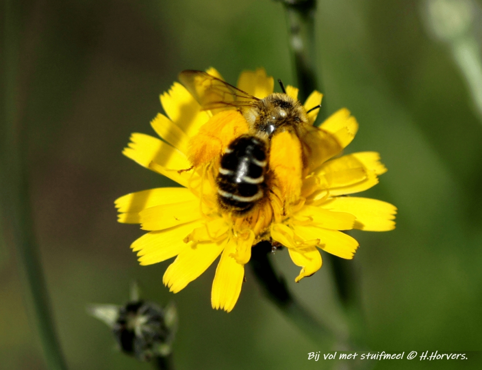 Bij , met veel verzamelt stuifmeel. - Geleedpotigen - Bij , met veel verzamelt stuifmeel.