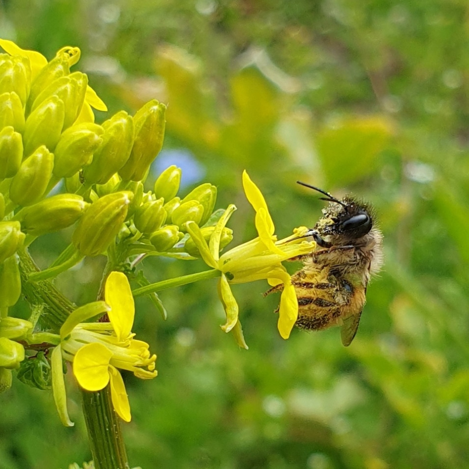 Bij op koolzaad - Geleedpotigen - 