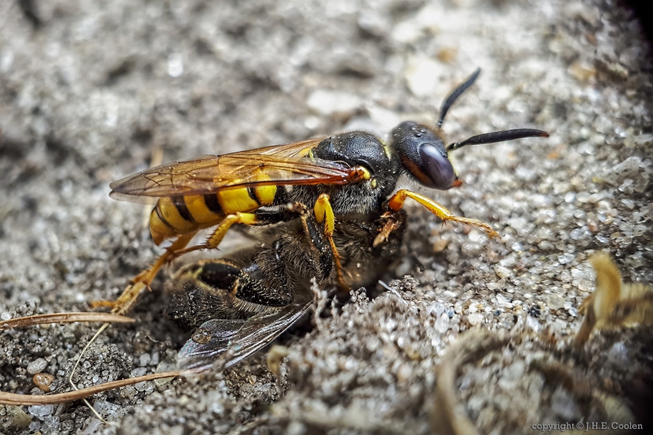 Bijenwolf (Philanthus triangulum) - Geleedpotigen - Bijenwolf