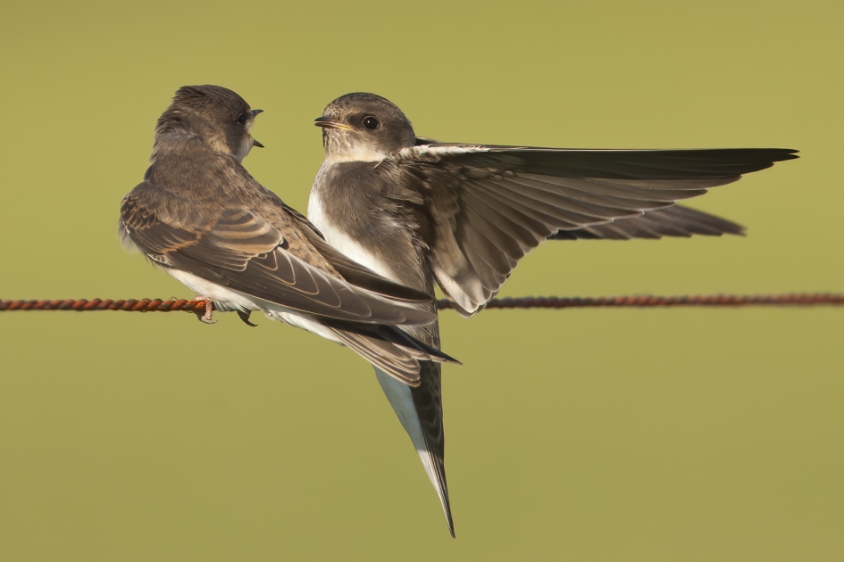 Birds on a wire ... - Vogels - Oeverzwaluw