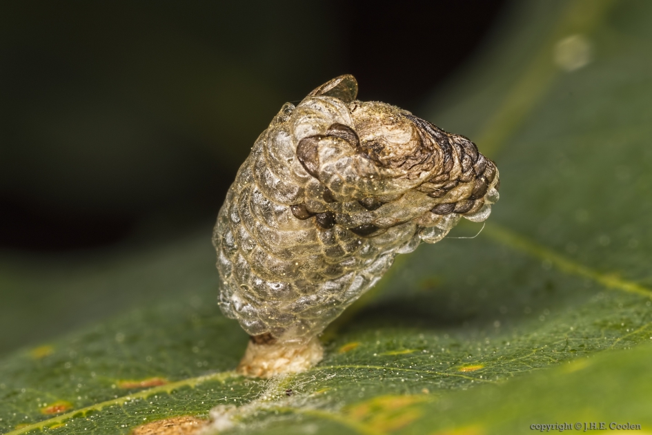 Blaasjespistoolkokermot (Coleophora kuehnella) - Geleedpotigen - Blaasjespistoolkokermot