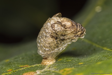 Blaasjespistoolkokermot (Coleophora kuehnella)