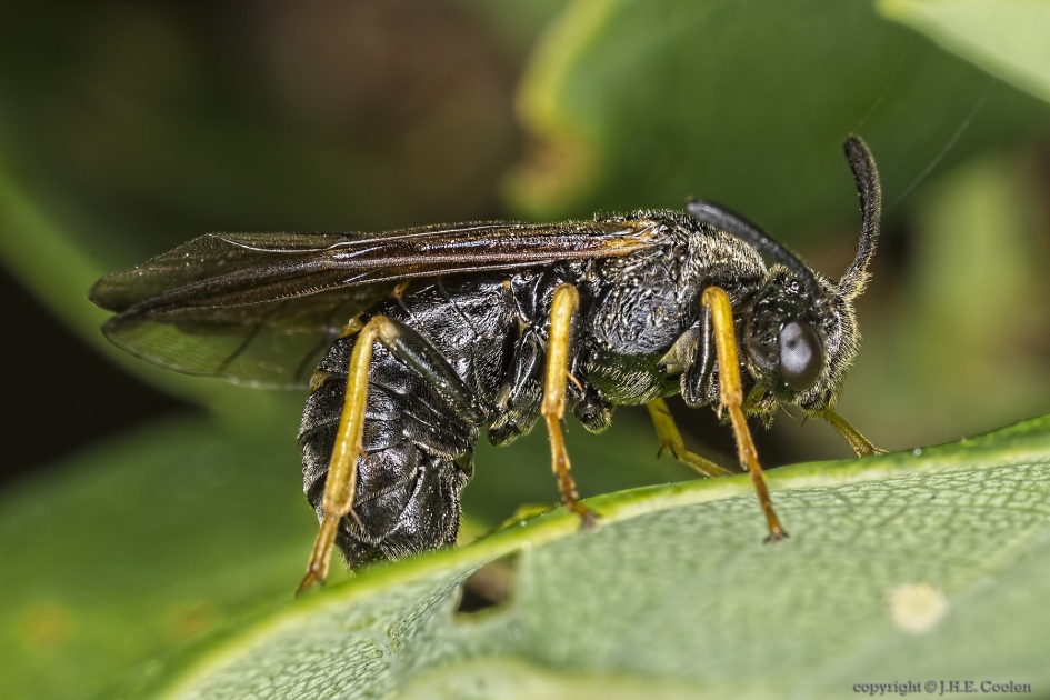 Bladwesp, Arge rustica - Geleedpotigen - Bladwesp