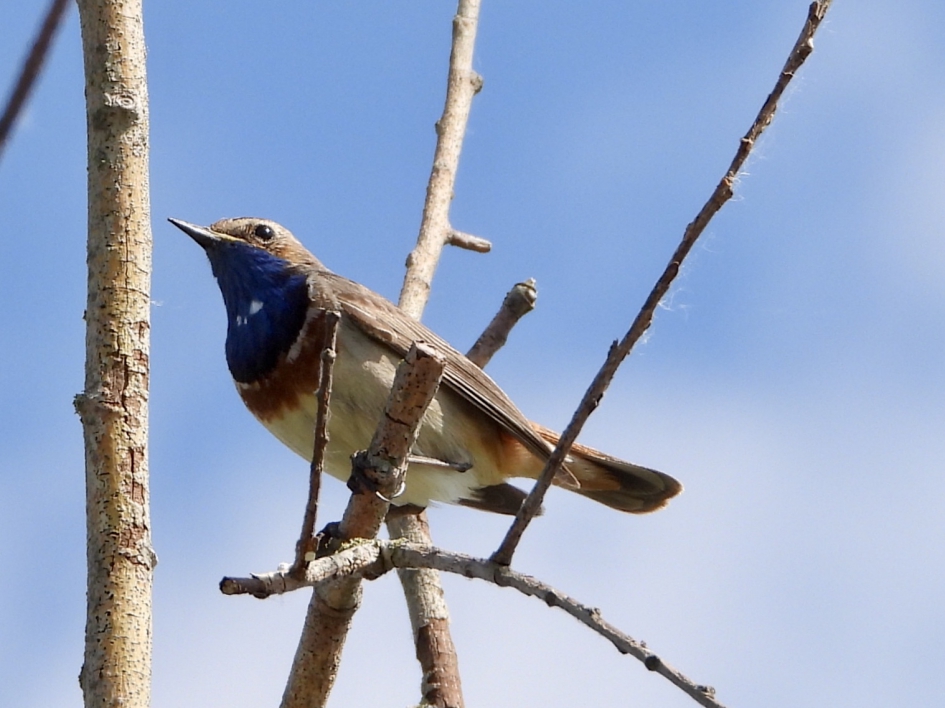 Blauwborst - Vogels - Blauwborst