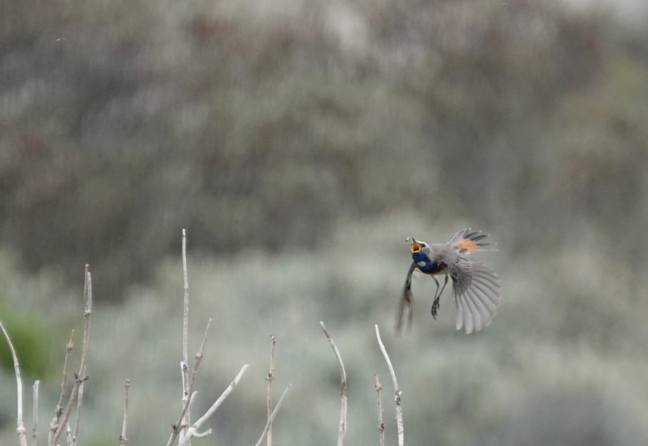 blauwborst + mugje - Vogels - blauwborst