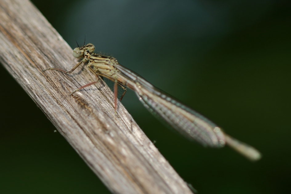 blauwe breedscheenjuffer -V- - Geleedpotigen - blauwe breedscheenjuffer