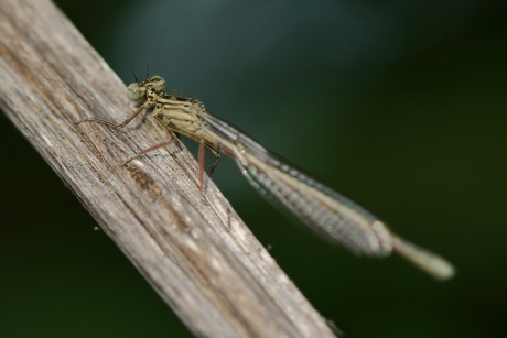 blauwe breedscheenjuffer -V-