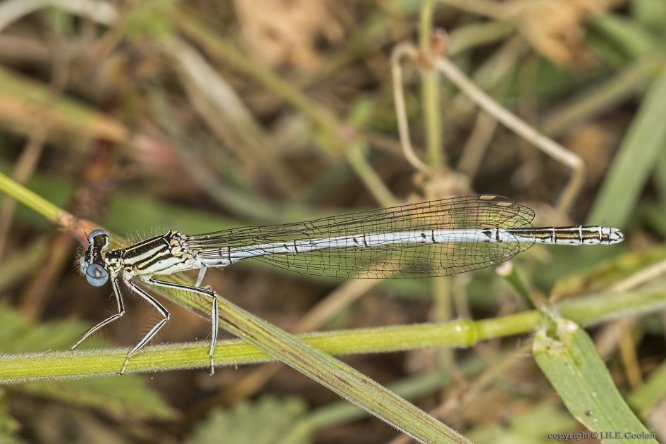 Blauwe breedscheenjuffer (Platycnemis pennipes) - Geleedpotigen - Blauwe breedscheenjuffer
