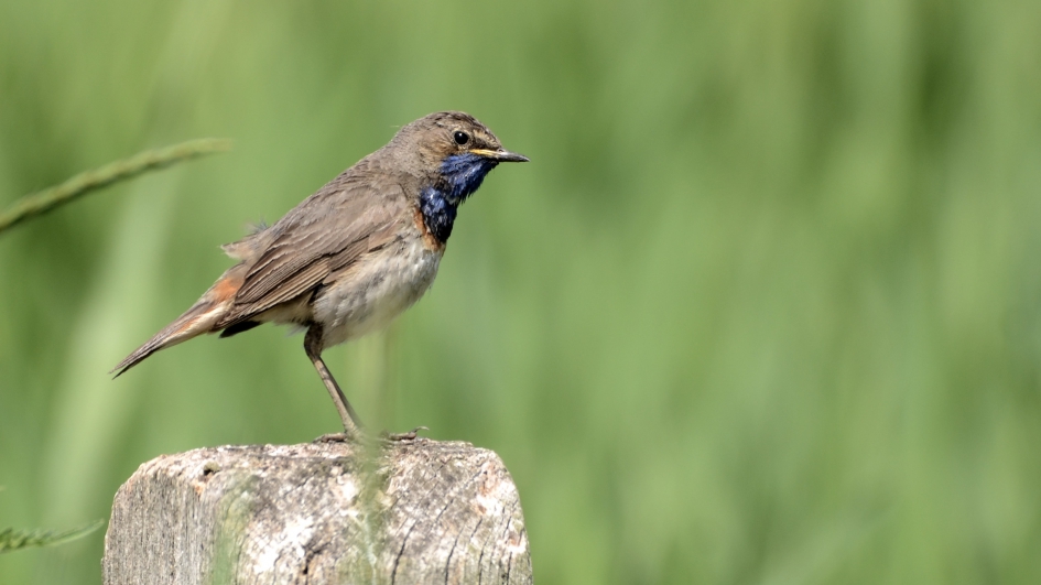 Blauwe dag - Vogels - Blauwborstje